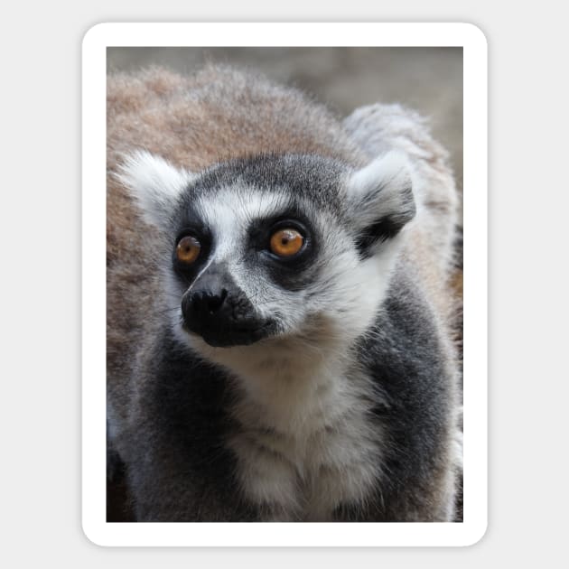 Ring Tailed Lemur Sticker by kirstybush